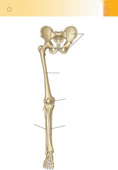 the bones of the lower limb and upper limb are shown in this diagram, with labels on