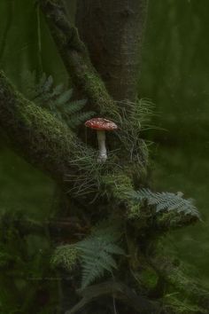 a mushroom is growing on the side of a tree in the forest with green moss