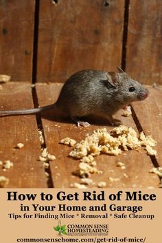 a mouse sitting on top of a wooden floor next to some food pieces in front of it