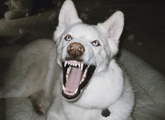 a white dog with its mouth open and it's teeth wide open, sitting on the floor