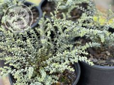 several small potted plants in black pots