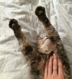 a person petting a cat laying on top of a white sheet covered bed with it's paw in the air