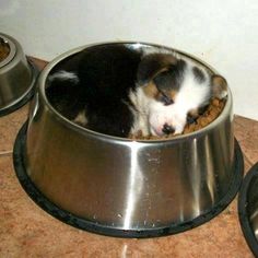 a cat is laying in a bowl on the floor next to two bowls with food inside