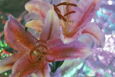 a close up of a pink flower on a blurry background with lights in the background