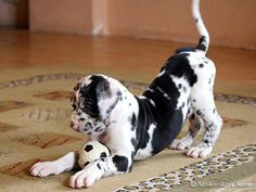 a black and white puppy playing with a soccer ball on the floor in front of a rug