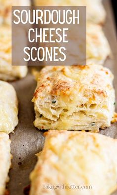 cheesy scones on a baking sheet with text overlay that reads, sourdough cheese scones