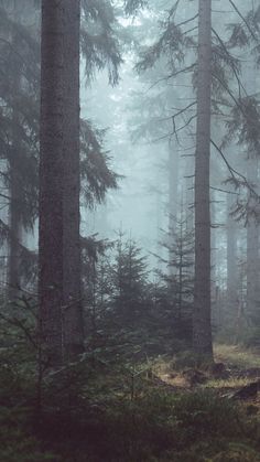 foggy forest with trees and grass in the foreground