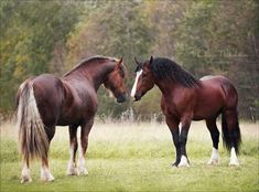 two horses standing next to each other in a field