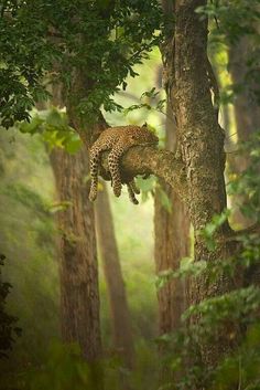 a leopard laying on top of a tree in the middle of a forest filled with trees