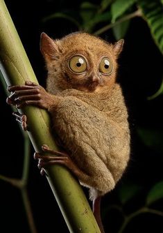 a small brown animal sitting on top of a green tree branch with eyes wide open