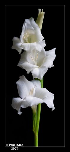 three white flowers with green stems against a black background