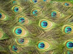 a close up photo of a peacock's feathers