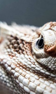 a close up view of a lizard's head