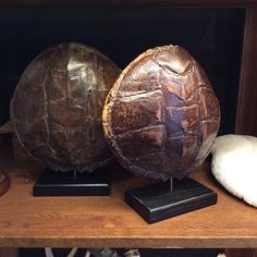 two large eggs sitting on top of a wooden shelf