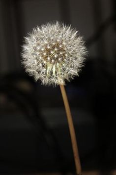 a dandelion is shown in the dark with its seeds still attached to it