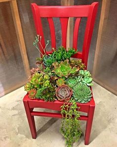 a red chair filled with succulents and plants