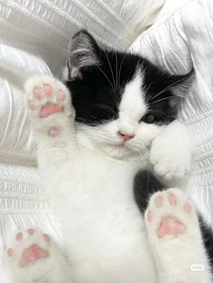 a black and white cat laying on top of a bed with its paws stretched out