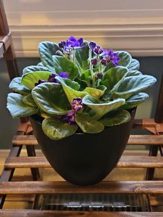 a potted plant sitting on top of a wooden chair