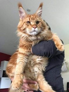 a person holding a cat in their arms