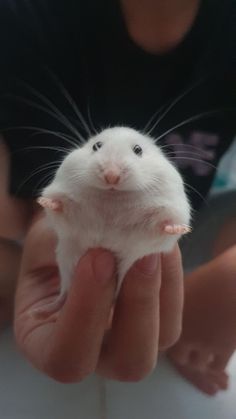 a person holding a small white animal in their hands