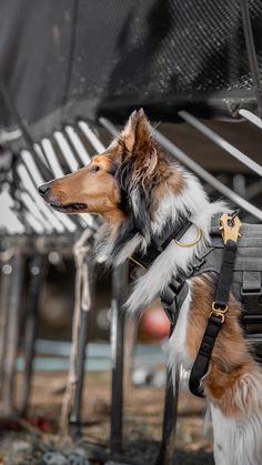 a dog is wearing a harness on its back and sitting under a bench with it's head turned to the side