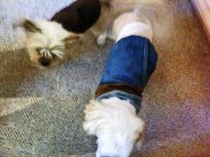 a small white dog with a cast on it's leg is laying on the floor