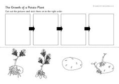 the growth of a potato plant worksheet with pictures and instructions to make it