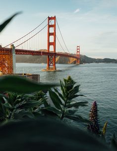 the golden gate bridge in san francisco is seen from across the bay, with green foliage on the foreground