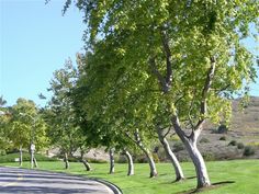 trees line the side of a road in front of a hill and grassy area with no cars on it