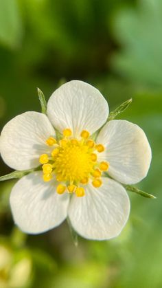 a white and yellow flower with green leaves in the background