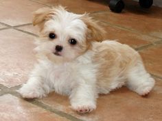 a small white dog sitting on top of a tile floor