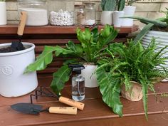 some plants and gardening tools on a table