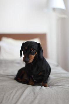 a black and brown dog sitting on top of a bed