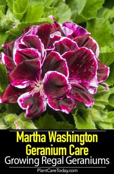 purple flowers with green leaves in the background text reads martha washington geranium care growing regal geraniums