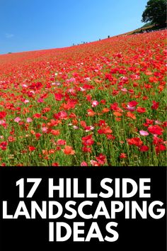 a field full of red flowers with the words 17 hillside landscaping ideas in front of it