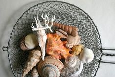 sea shells and corals are arranged in a wire basket on the wall, along with other seashells