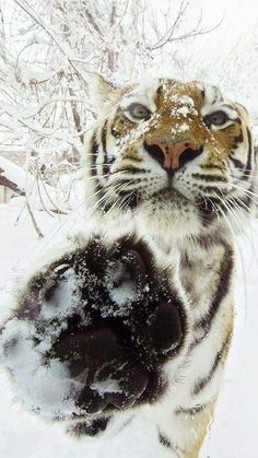 a close up of a tiger in the snow with its paw on it's face