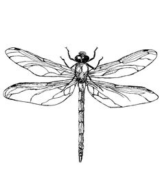 a black and white drawing of a dragonfly