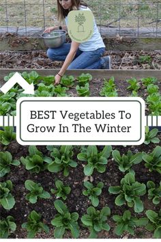 A woman kneeling before a planter filled with green lettuce leaves in the winter with text over the middle.