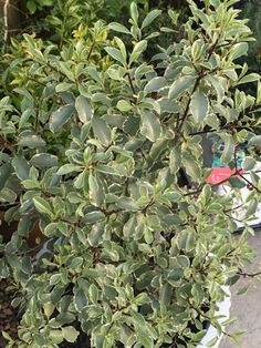 a potted plant with green leaves on the top and bottom, in front of other plants