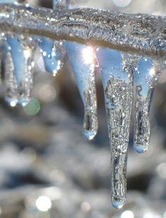 icicles hanging from a tree branch in the sun