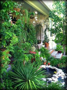 an outdoor garden with lots of plants and rocks