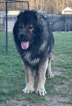 a large black and brown dog standing on top of a grass covered field next to a fence