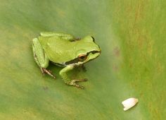 a green frog sitting on top of a leaf