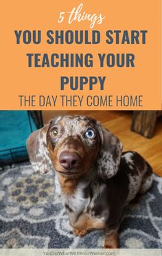 a dog sitting on top of a rug with the words 5 things you should start teaching your puppy