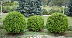 three green bushes in the middle of a park