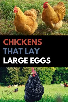 chickens that lay large eggs in the grass