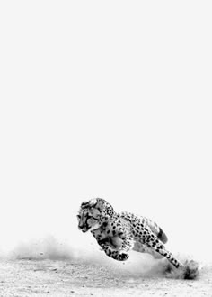 a cheetah running in the desert with dust coming from its back legs and head