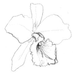 a drawing of a flower on a white background