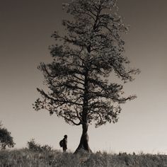 a man standing next to a tall tree on top of a hill